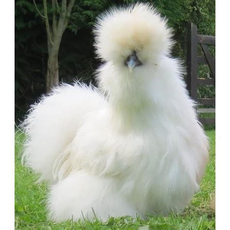 <b>Silkie</b> <b>chickens</b> get their name from their trademark fluffy plumage that feels like silk to the touch. . White silkie chickens for sale newcastle